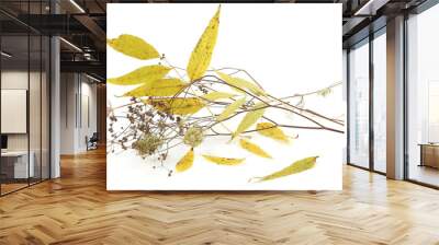 Autumn leaves and dry wild grasses or herbs isolated on white background. Border of different autumn plants. Wall mural