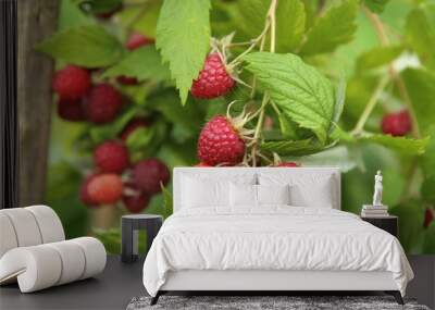 branch of ripe raspberries in garden. red sweet berries growing on raspberry bush in fruit garden. Wall mural