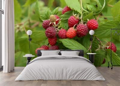 Branch of ripe raspberries in garden. Red sweet berries growing on raspberry bush in fruit garden. Wall mural