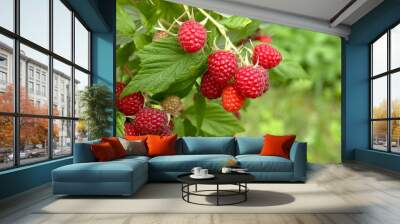 branch of ripe raspberries in garden. red sweet berries growing on raspberry bush in fruit garden. Wall mural