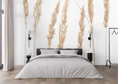 Dry reeds isolated on white background. Abstract dry  grass flowers, herbs Wall mural