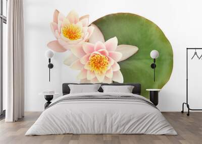 Water lilies on a leaf isolated on white background, Lotus flowers blooming. Wall mural