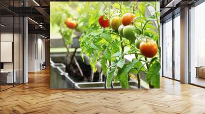 Container vegetables gardening. Vegetable garden on a terrace. Herbs, tomatoes growing in container Wall mural