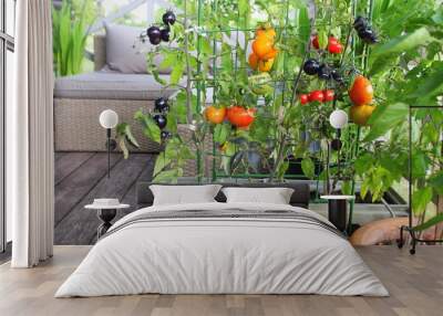 Container vegetables gardening. Vegetable garden on a terrace. Red, orange, yellow, black tomatoes growing in container Wall mural