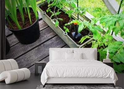 Planting tomatoes seedlings.Vegetable garden on a terrace. Container vegetables gardening. Wall mural