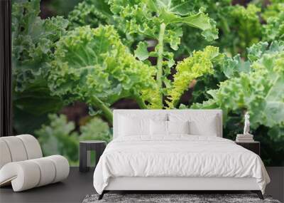 Young kale growing in the vegetable garden Wall mural