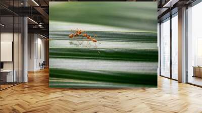 two red ants communicate on green leaf. Wall mural