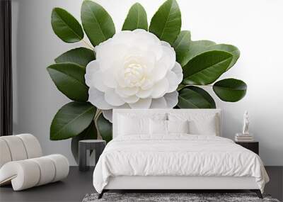 Camellia flower , white background , isolated, top view  Wall mural