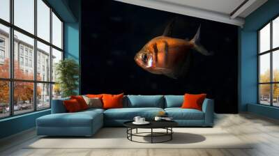 Aquarium fish. Black tetra. Gymnocorymbus ternetzi. Bright glowing colors. Animals. Dark background. Wall mural