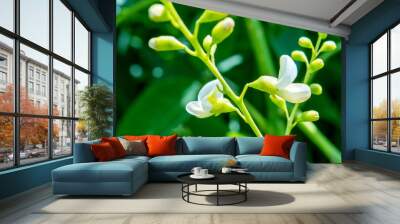 Sophora japonica tree. tree leaves. Acacia. Sophora japonica flowers. Blurred Background of green leaves. Wall mural