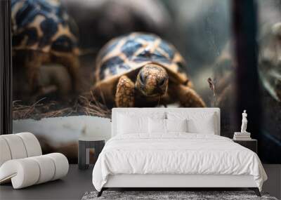 Young turtle eating fresh vegetable dof sharp focus space for text macro reptile jungle aquarium home pet cute Wall mural