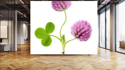 Green clover leaf and flower isolated Wall mural