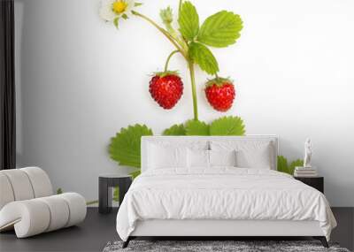 Wild strawberry isolated Wall mural