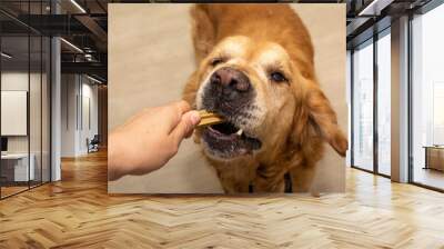 A golden retriever eating a treat holded by a female hand Wall mural