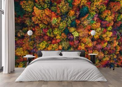 Aerial drone view over autumn forest. Colorful trees in the wood. Wall mural