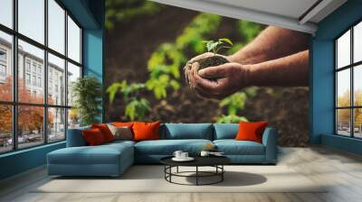 Farmer holding pepper plant in hands on field, homegrown organic vegetables Wall mural