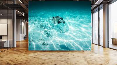 Fish, Sea sand and blue water. Underwater ocean background Wall mural