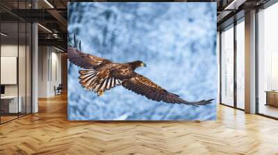 Flying golden white tailed eagle with open wings attack landing swoop hand isolated with clipping path Wall mural