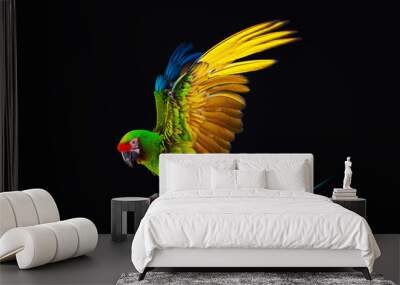 Flying Macaw Parrot isolated on black Wall mural