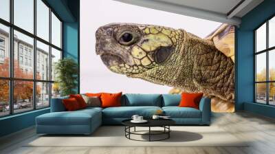 Turtle isolated on a white background Wall mural