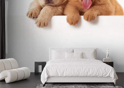 Two cute Chow-chow puppies,  isolated over white background Wall mural