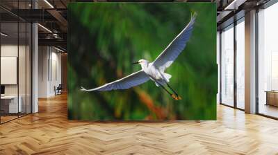 White egret in flight over beautiful water lake, in  tropical nature background Wall mural