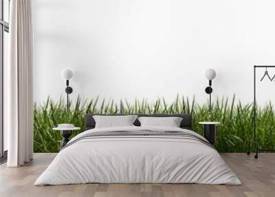 isolated green grass on a transparent background. 3d rendering illustration. Wall mural