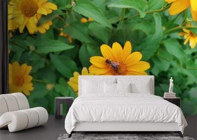 Bee on a yellow flower. Heliopsis helianthoides. Smooth oxeye perennial plants in summer garden Wall mural