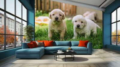 Cute white labradors on the grass Wall mural