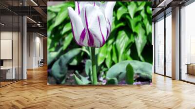 White tulip Rembrandt with purple stripes growing in spring garden Wall mural