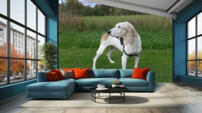 treeing walker coonhound on green grass Wall mural