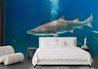 sand tiger shark (carcharias taurus) underwater close up portra Wall mural