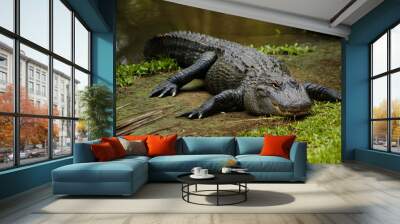 alligator in Australia Zoo, Brisbane Wall mural