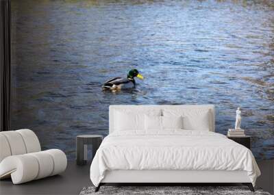 Ducks in the river. Slovakia Wall mural