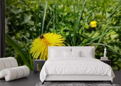 hoverfly on a dandelion. slovakia Wall mural