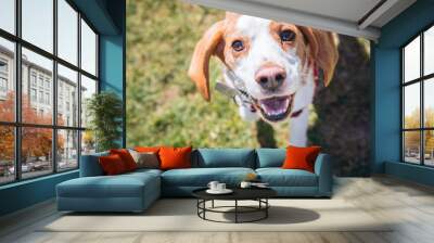 beagle dog on lawn looking at camera while walking Wall mural