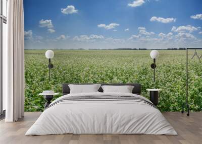 Blooming field with buckwheat. Agriculture landscape. Summer, beautiful blue sky with white clouds.	 Wall mural