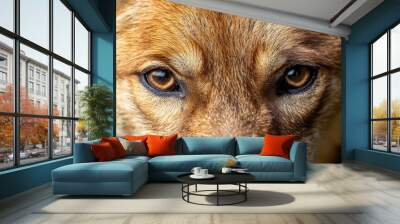 Macro shot of a dingo's head with intense focus on its sharp eyes and detailed fur texture Wall mural