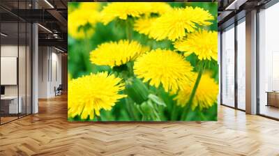 Beautiful spring dandelion flowers  Wall mural