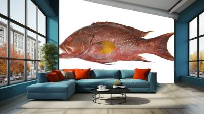 Dark red spotted grouper fish isolated on white Wall mural