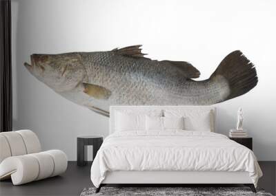 Fresh barramundi fish isolated on white background Wall mural