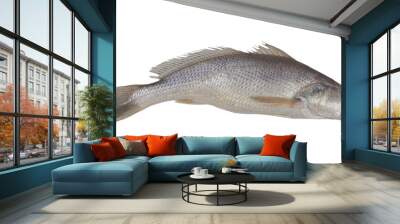 Fresh jewfish isolated on white background Wall mural