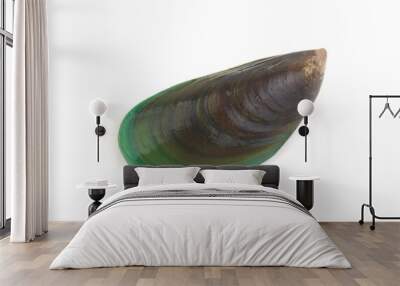 One green mussel isolated on white background Wall mural