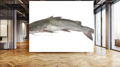 Raw catfish isolated on white background Wall mural