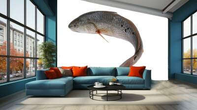 Redfish isolated on white background.	 Wall mural