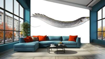 Ribbon fish or beltfish isolated on white background Wall mural