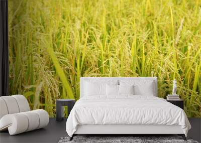 Rice field as background Wall mural