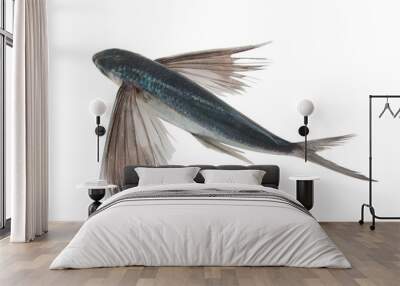 Tropical flying fish isolated Wall mural