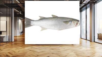 Whole fresh raw grey mullet fish isolated on white background Wall mural