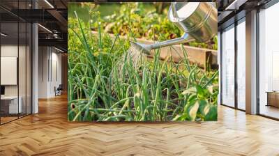 Close-up of watering can in hands watering green onion plants Wall mural